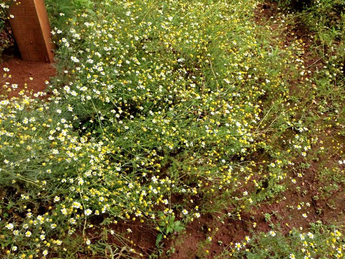 Maçanilha